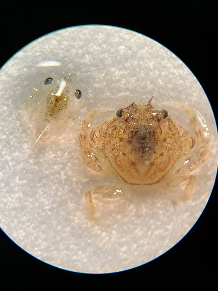 A Dungeness crab megalopa (left) and instar or juvenile (right) are shown under a microscope.