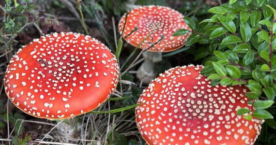 Coastal Shores and Spores Mycological Society
Mushroom foraging in the Quinault Rainforest might just produce this colorful specimen.