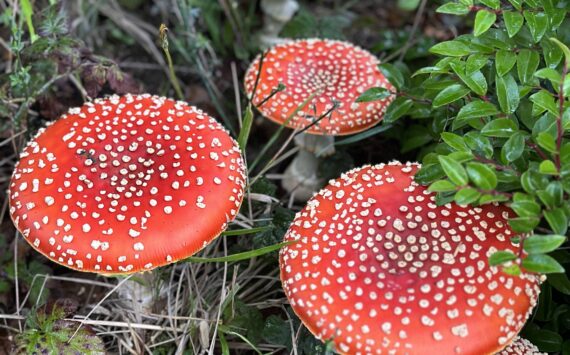 Coastal Shores and Spores Mycological Society
Mushroom foraging in the Quinault Rainforest might just produce this colorful specimen.