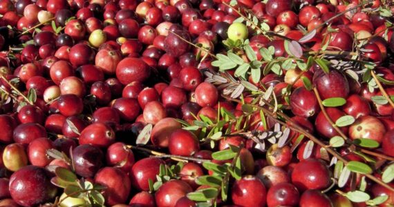 The Daily World file photo
You can buy freshly picked cranberries by the pound at the Cranberry Harvest Festival. The Historic Grayland Community Hall and grounds will be filled with arts, crafts, edibles and terrific holiday gifts this weekend.