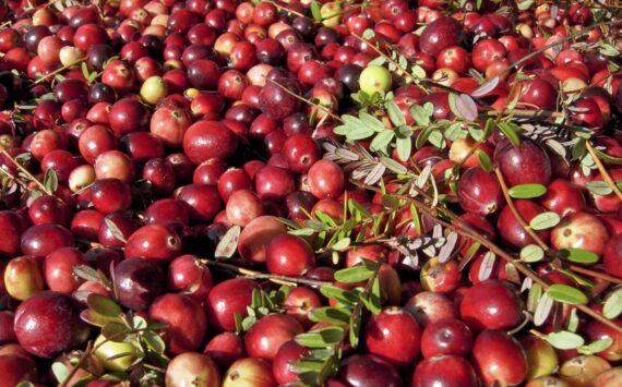 The Daily World file photo
You can buy freshly picked cranberries by the pound at the Cranberry Harvest Festival. The Historic Grayland Community Hall and grounds will be filled with arts, crafts, edibles and terrific holiday gifts this weekend.