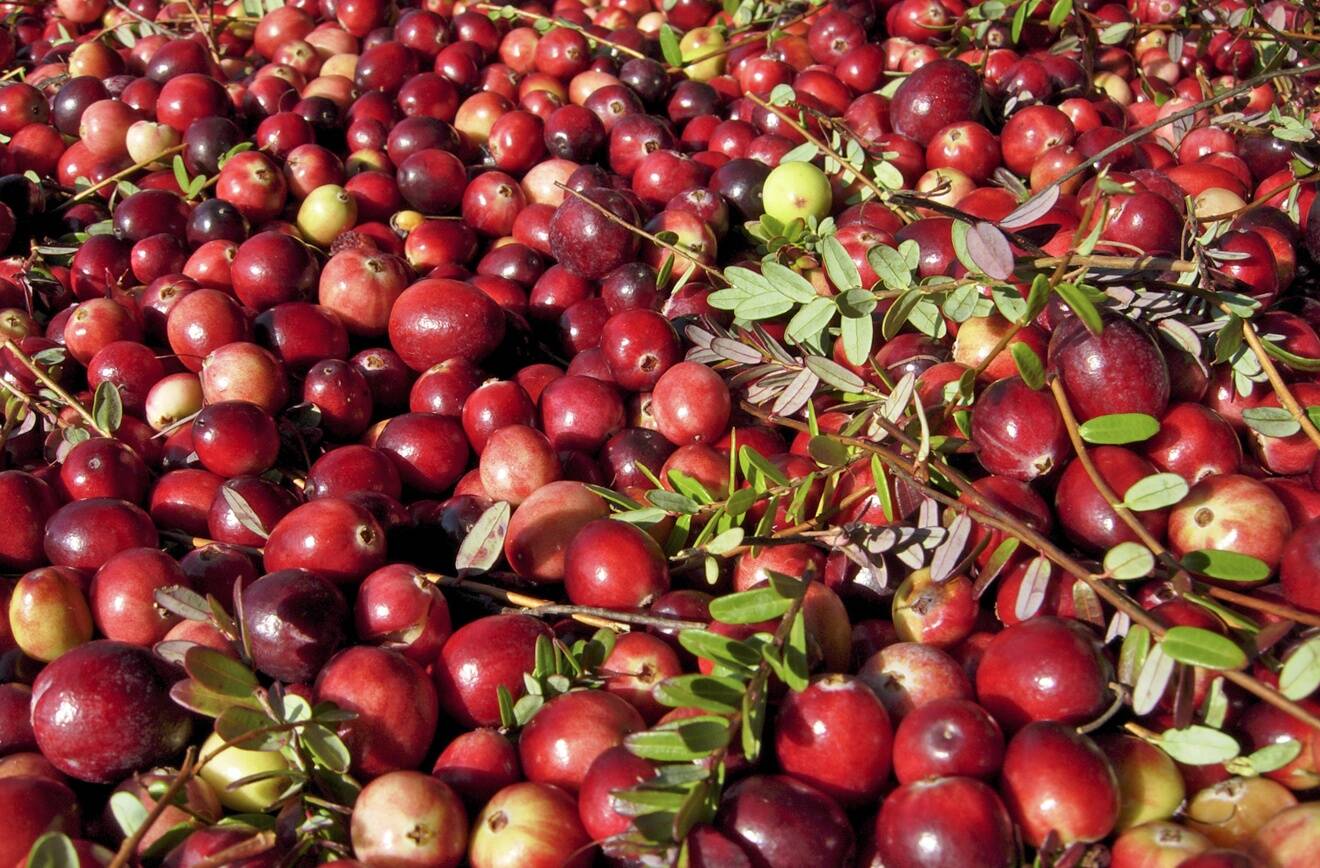 The Daily World file photo
You can buy freshly picked cranberries by the pound at the Cranberry Harvest Festival. The Historic Grayland Community Hall and grounds will be filled with arts, crafts, edibles and terrific holiday gifts this weekend.