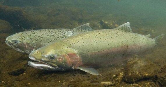 WDFW
Steelhead in the Coastal Region are known for their size and fight.