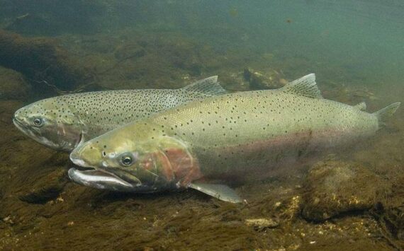 WDFW
Steelhead in the Coastal Region are known for their size and fight.