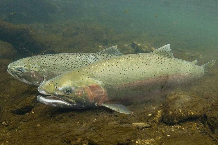 WDFW
Steelhead in the Coastal Region are known for their size and fight.