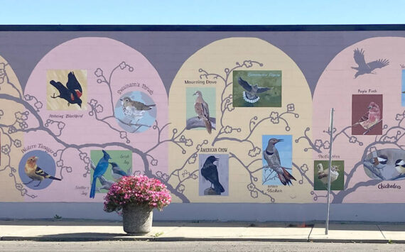 Grays Harbor Audubon Society
The “Our Backyard Birds” mural brightens and enlightens on the 6th Street side of 605 Simpson Ave. in Hoquiam.