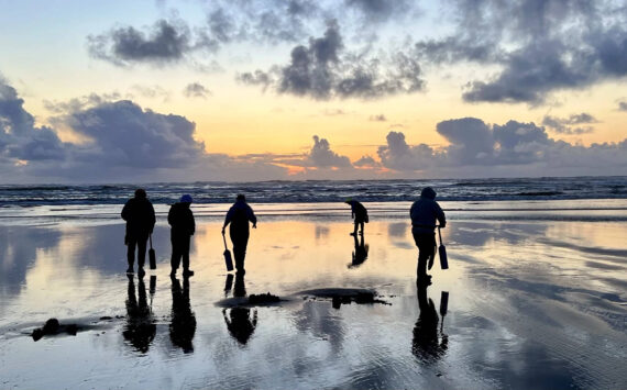 Marcus Chiu / WDFW
Coastal razor clam digs have been officially approved for Nov. 13 through Nov. 19.