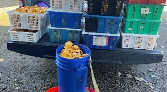 WDFW
A truckload of chanterelle mushrooms illegally harvested.