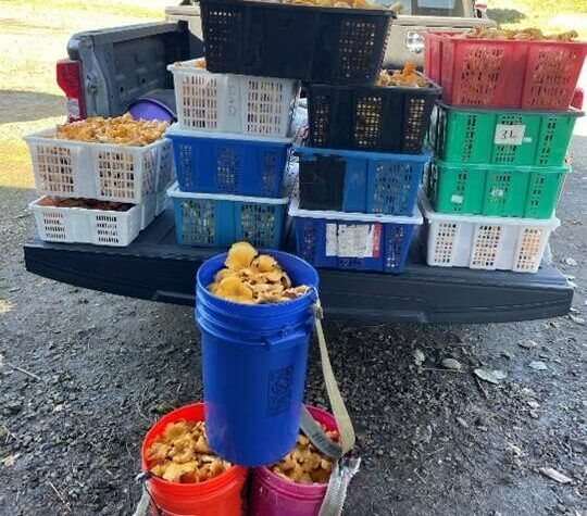 WDFW
A truckload of chanterelle mushrooms illegally harvested.