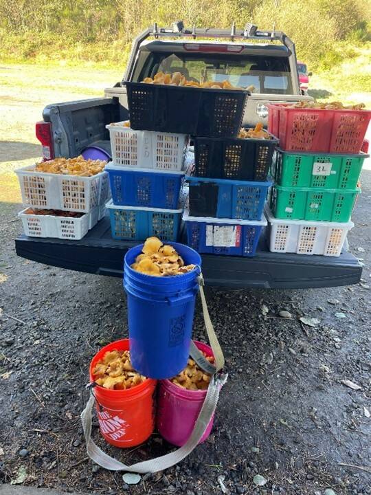 WDFW
A truckload of chanterelle mushrooms illegally harvested.