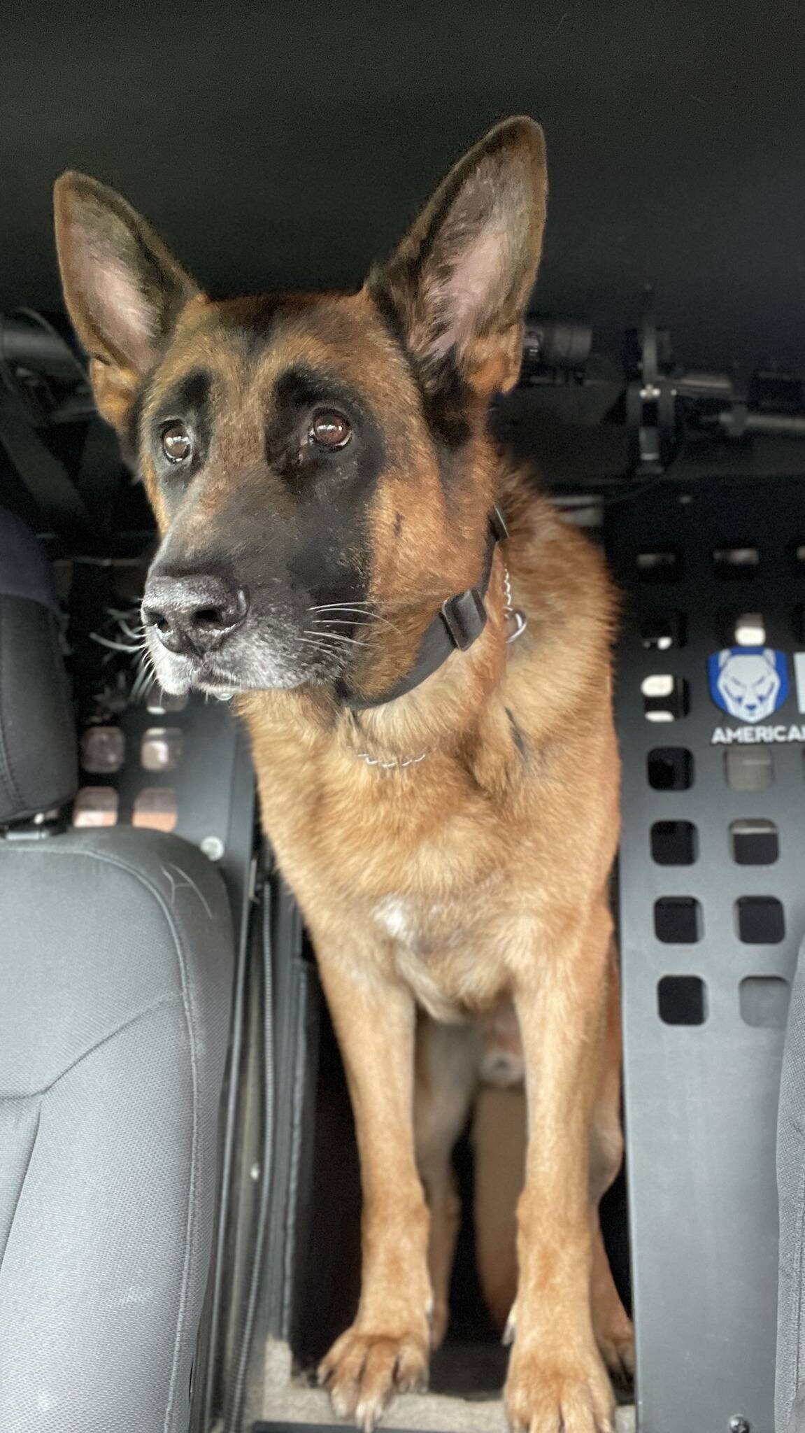 K9 Niko