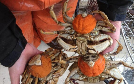 WDFW photos
Gravid (egg-bearing) female Dungeness crab with bright orange eggs. These female crab were gently released.