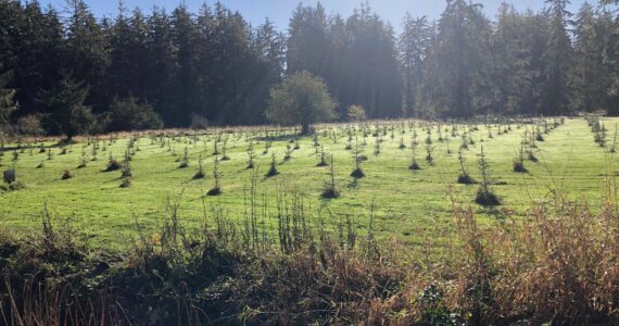 Chehalis Basin Collaborative for Salmon Habitat
Tree planting along the Middle Fork Hoquiam River. Work was completed through a collaboration of the Chehalis River Basin Land Trust and Ducks Unlimited.