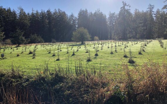 Chehalis Basin Collaborative for Salmon Habitat
Tree planting along the Middle Fork Hoquiam River. Work was completed through a collaboration of the Chehalis River Basin Land Trust and Ducks Unlimited.