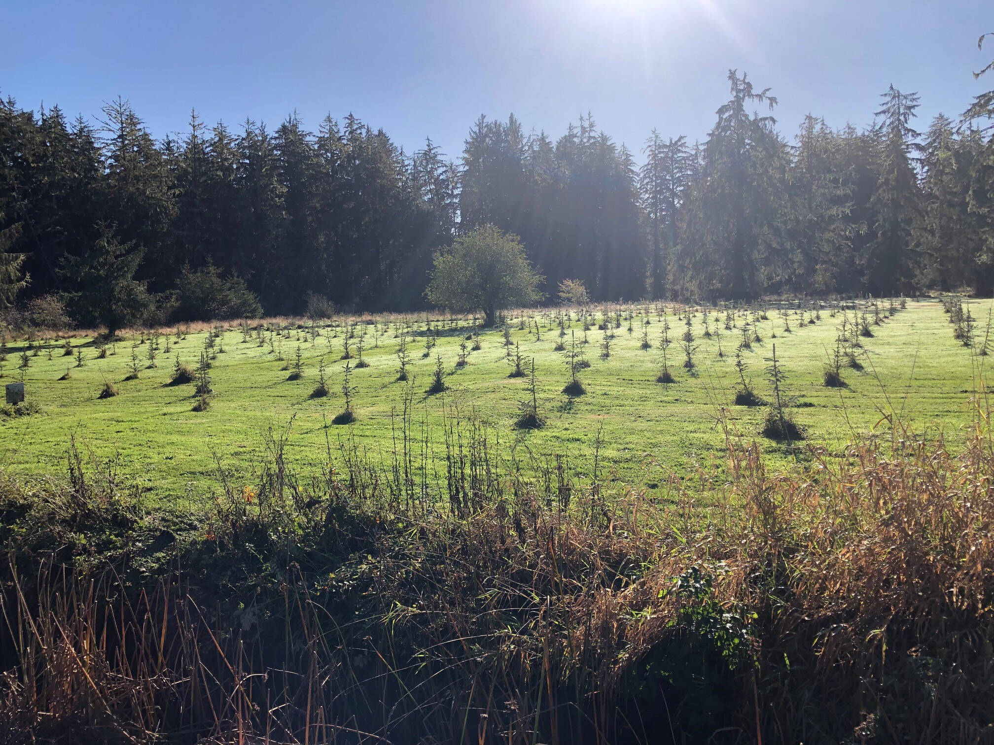 Tree planting along the Middle Fork Hoquiam River. Work was completed through a collaboration of the Chehalis River Basin Land Trust and Ducks Unlimited. (Chehalis Basin Collaborative for Salmon Habitat)