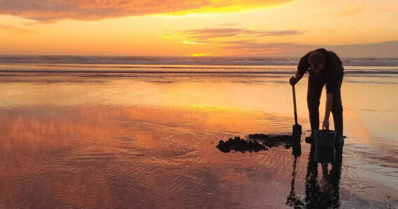 Rebekah Hellesto / WDFW
Razor clam diggers encouraged to celebrate New Year’s responsibly, and follow beach rules.