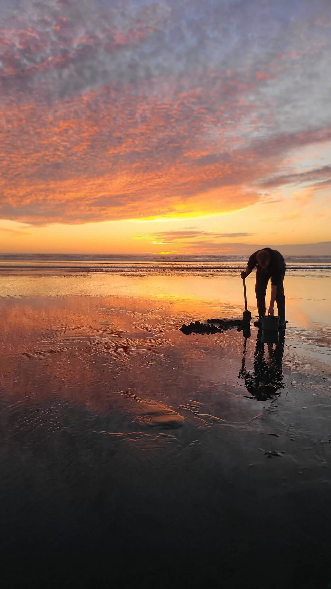 Rebekah Hellesto / WDFW
Razor clam diggers encouraged to celebrate New Year’s responsibly, and follow beach rules.