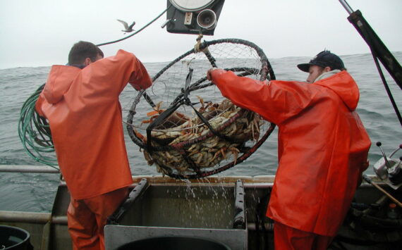 Deckhands pull in a crab pot as their boat tests the quality of Dungeness crab for the Washington Department of Fish and Wildlife. (Courtesy photo / WDFW)