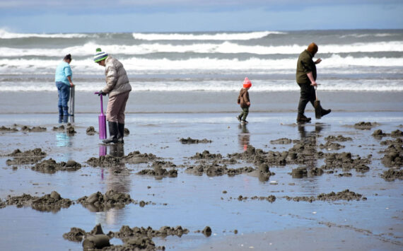 WDFW
Clam diggers can rejoice as more days are set to open for the elusive razor along the coast of Grays Harbor County.