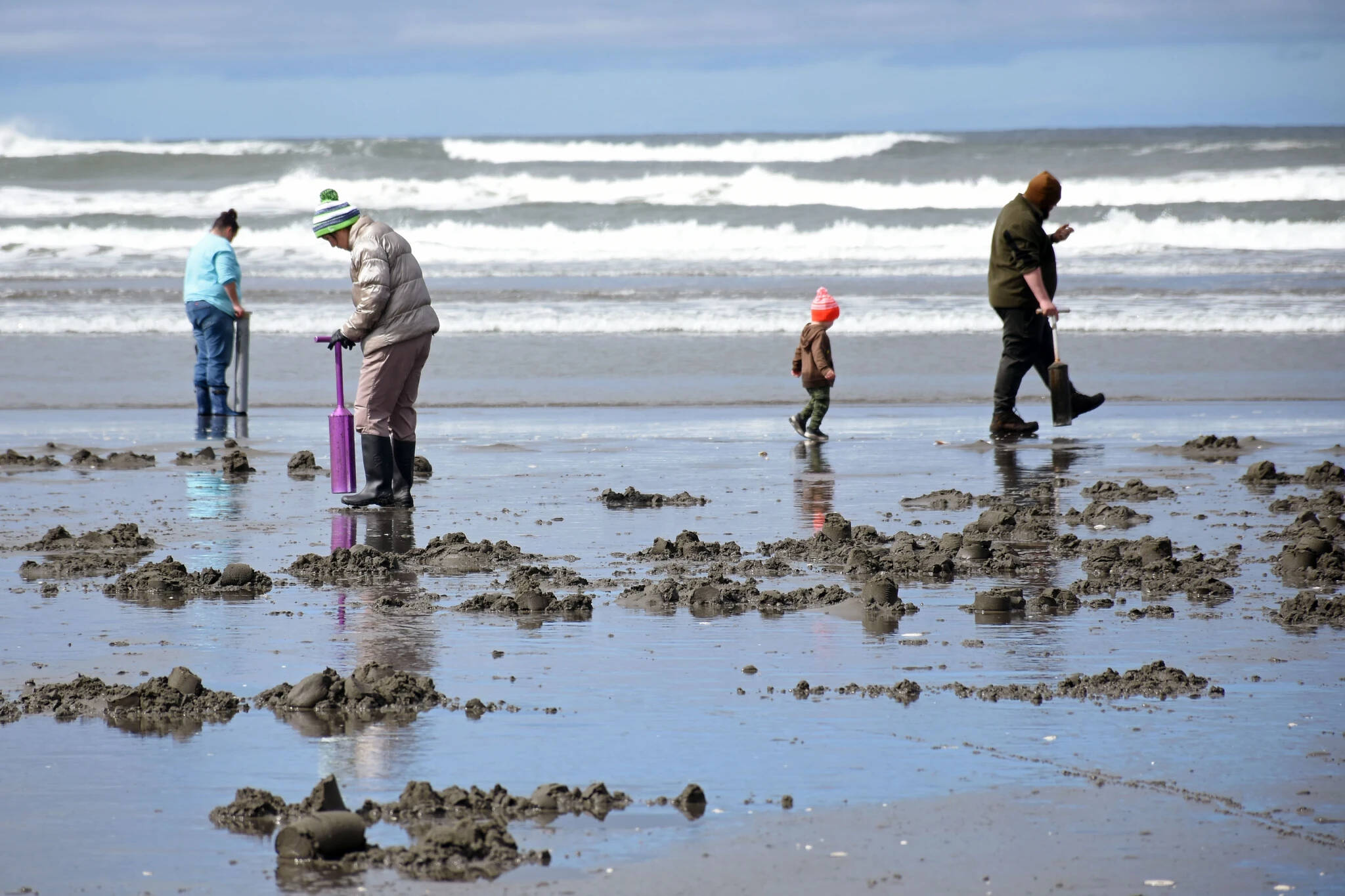 WDFW
Clam diggers can rejoice as more days are set to open for the elusive razor along the coast of Grays Harbor County.