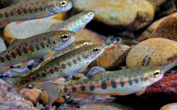 Juvenile Olympic Peninsula steelhead (John McMillan)