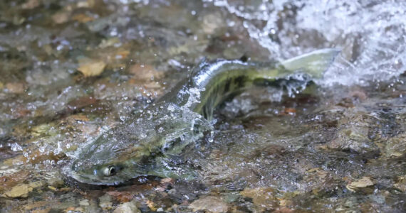 Kevin Clark / The Seattle Times
When salmon are not plentiful, we suffer,” said Ed Johnstone, chairman of the Northwest Indian Fisheries Commission and a member of the Quinault Indian Nation. Twenty-one tribes sued Washington to enforce their treaty fishing rights, opening a gusher of public spending on culvert replacements.