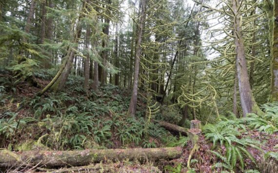 Karen Ducey / The Seattle Times, 2024
To ensure our forests are economically sustainable, we must first manage them to be ecologically sustainable by ensuring we always have a mix of forest ages and types, the author writes. Pictured is a stand of mature trees in the Rowan landslide area in Oso that has been harvested at least once.