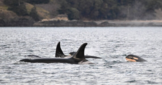 The endangered calf, J-62, was filmed during a Feb. 17 encounter off San Juan Island in the Salish Sea, the Center for Whale Research said in a March 4 Facebook post.